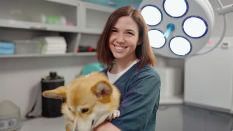 Portrait-of-a-happy-brunette-veterinarian-girl-holding-a-yellow-corgi-dog-in-her-arms-in-a-veterinary-clinic.-Confident-brunette-doctor-girl-with-corgi-dog-posing-in-veterinarian-office