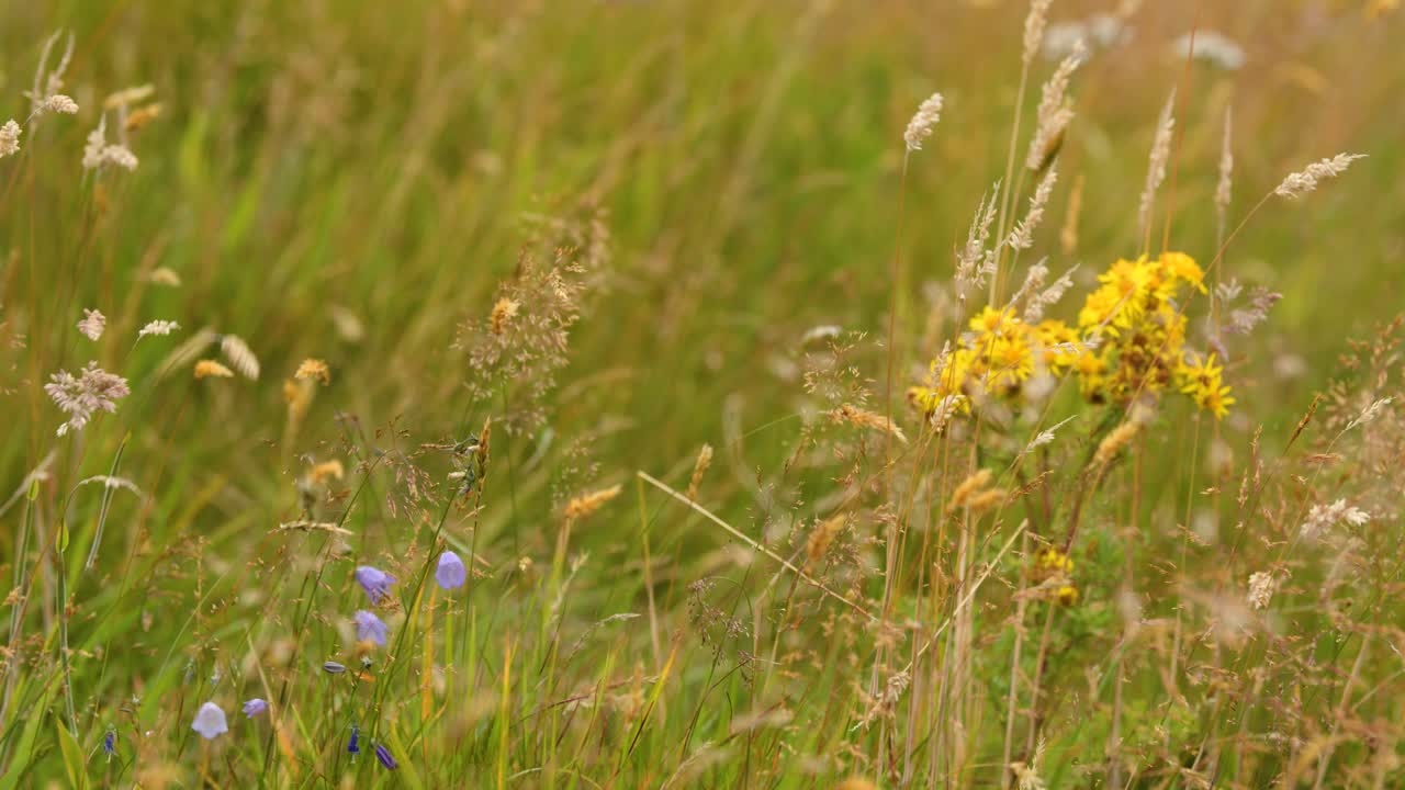Yellow wildflowers and meadow grasses gently move in soft natural light, slight camera pan left