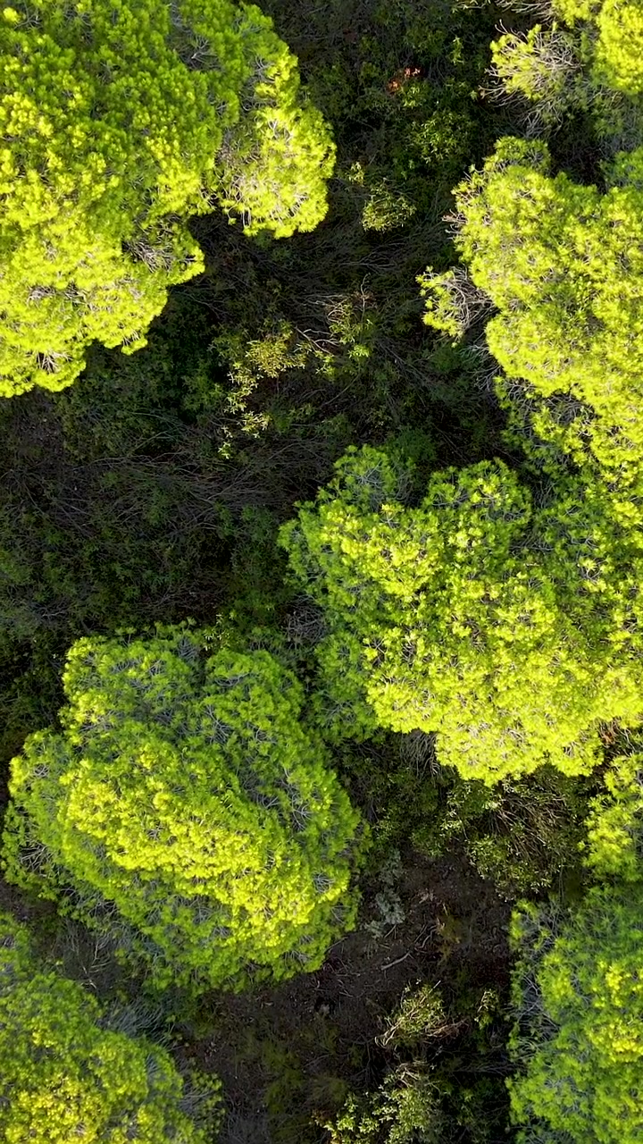 Una sbalorditiva prospettiva verticale dall'alto di lussureggianti pini verdi a El Rompido, Spagna, che mostra sostenibilità e bellezza naturale