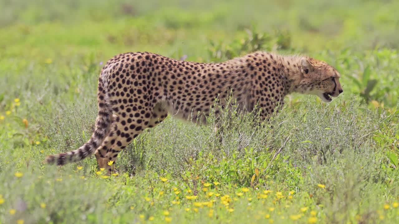 Cheetah Walking in Serengeti National Park, Panning Shot on Cheetah on the Move in Tanzania in Africa on African Wildlife Safari Animals Game Drive