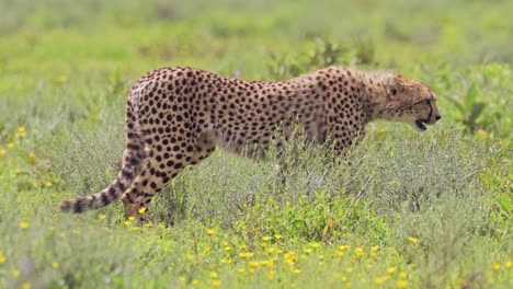 cheetah walking in serengeti national park, panning shot on cheetah on the move in tanzania in africa on african wildlife safari animals game drive