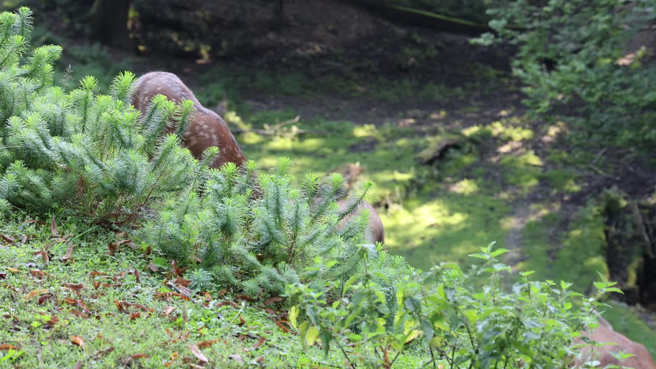 Deer family eating grass in the forest, baby deer with its mother