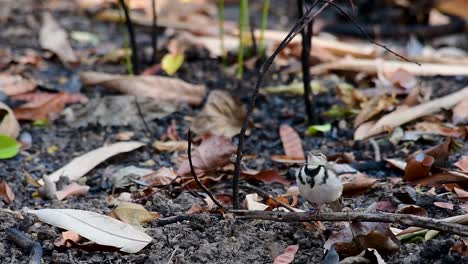 the forest wagtail is a passerine bird foraging on branches, forest grounds, tail wagging constantly sideways