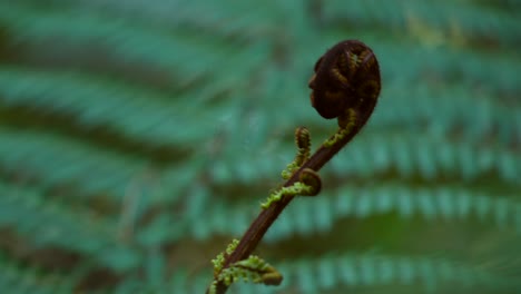 Close-up of a Fiddlehead Fern Unfurling