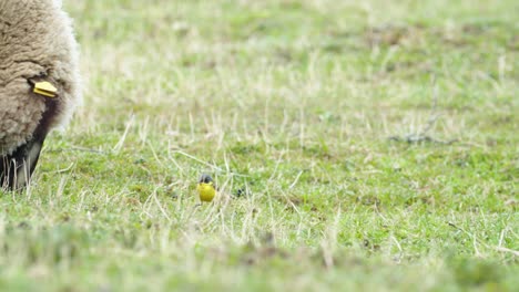 Yellow-wagtails-between-sheep-in-pasture-meadow-grass