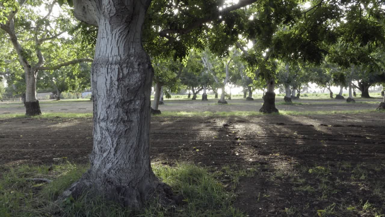 캘리포니아 롬포크 계곡 1의 풍부한 농지와 과수원 국가에 있는 호두나무 숲의 돌리 샷