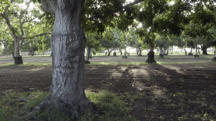 Inquadratura Dolly di un boschetto di noci nelle ricche terre agricole e nella regione dei frutteti della Valle di Lompoc, California 1.
