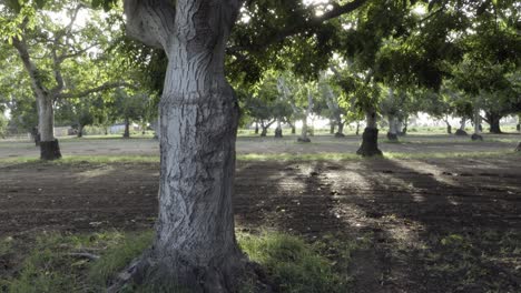 dolly shot of a grove of walnut trees in the rich farm land and orchard country of the lompoc valley california 1