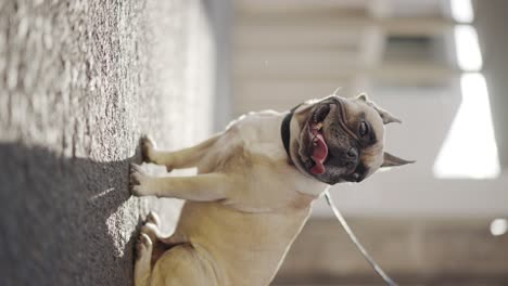 Vertical:-French-Bulldog-sitting-in-urban-video-shoot-on-lead,-closeup-arc-shot