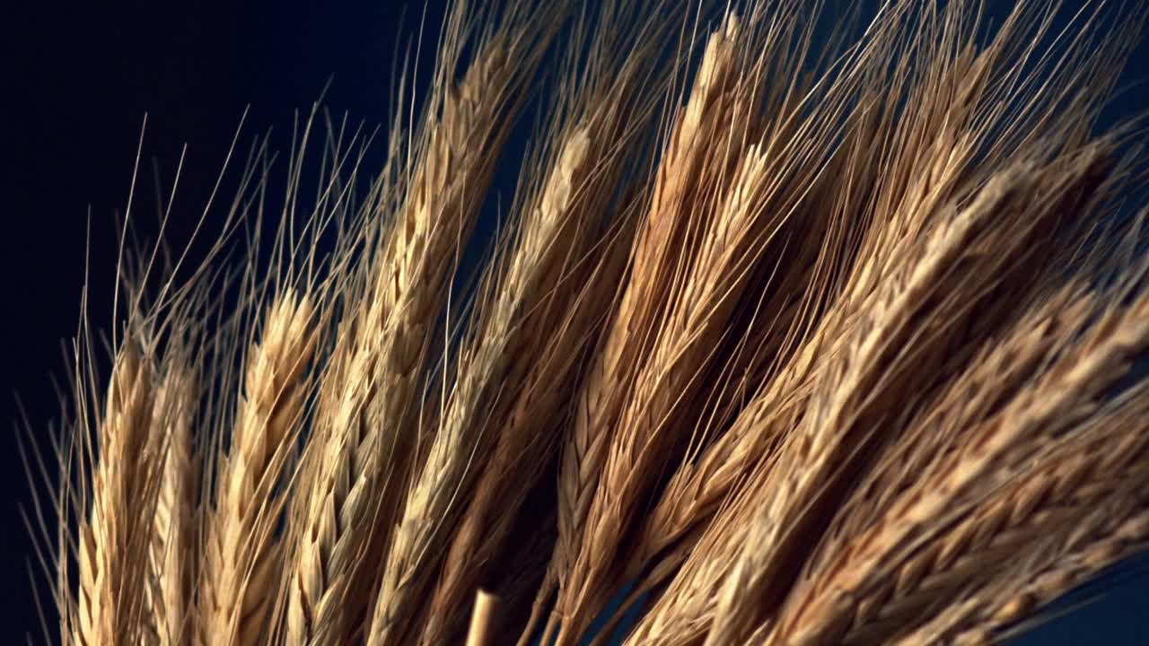 Økologisk dyrket GMO-fri fuldkornshvede