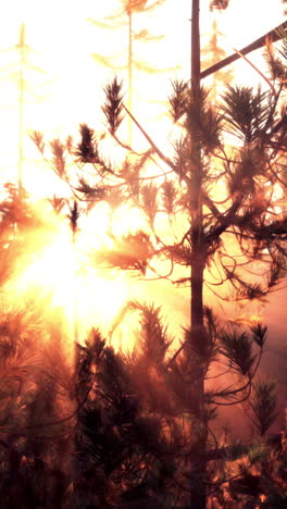 beautiful sunset in a pine forest