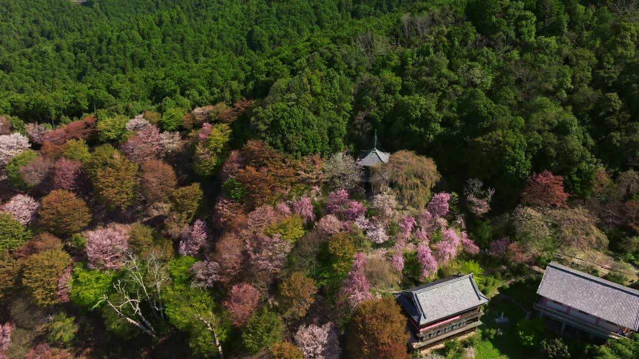 Cherry blossom pink flowers Aerial landscape in Japanese Yoshinoyama temple in Spring in sakura