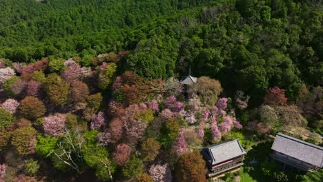 cherry blossom pink flowers aerial landscape in japanese yoshinoyama temple in spring in sakura