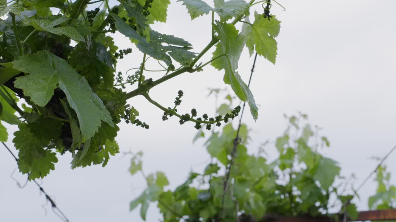 Clusters Of Young Grapes Hanging On A Thin Branch In A Soft Light Day