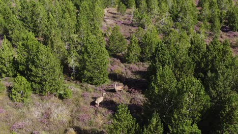 Static-drone-shot-of-a-herd-of-red-deer-hiding-in-a-moorland-forest-on-the-Isle-of-Lewis,-part-of-the-Outer-Hebrides-of-Scotland