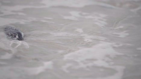 Close-up,-ocean-tide-washing-ashore-over-sea-shells-on-the-beach,-slow-motion