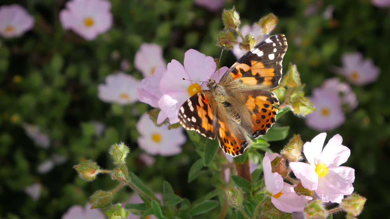 Una vanessa del cardo che si nutre di nettare con la sua spirotromba e impollina graziosi fiori rosa durante la migrazione in California.