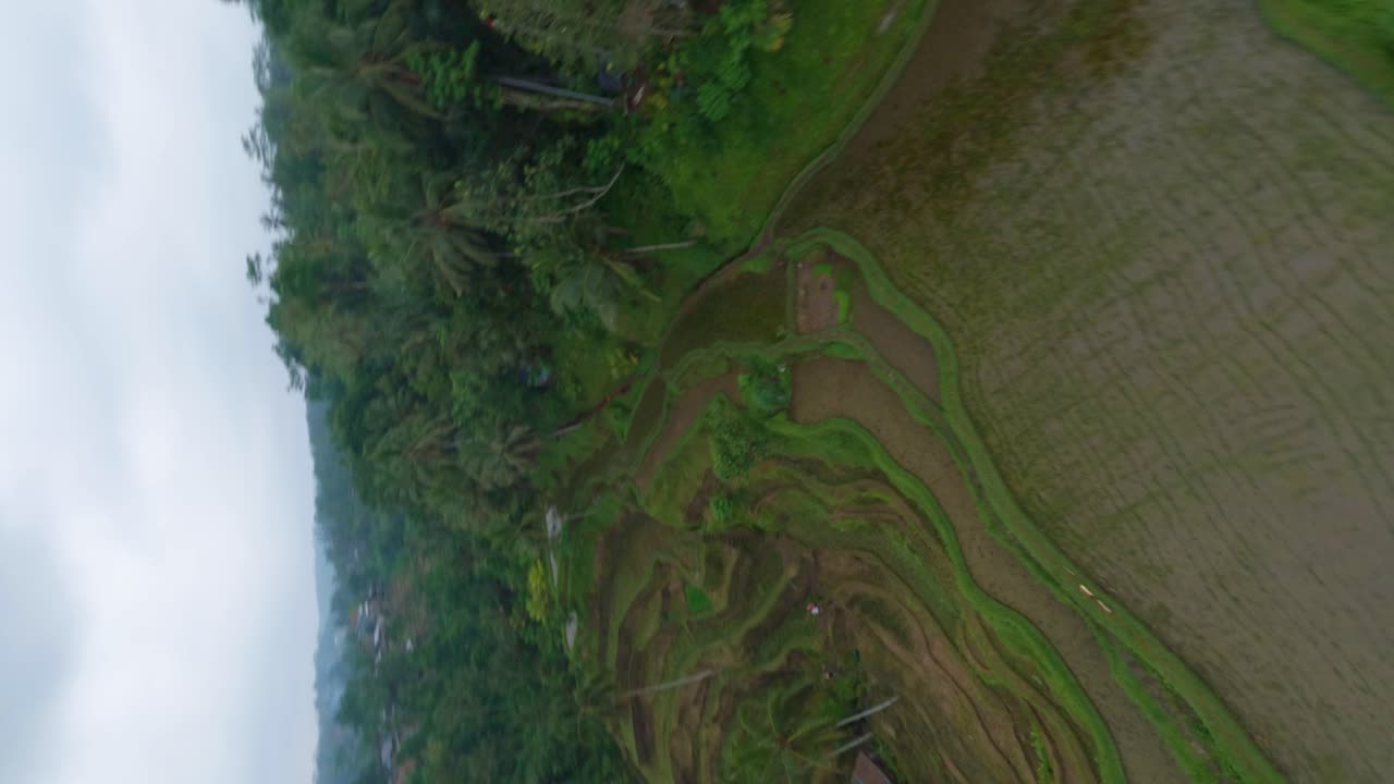tiro vertical de un dron fpv de un campo de arroz húmedo verde entre palmeras en un día nublado