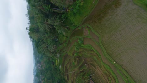 vertical fpv drone shot of green wet ricefield between palm trees on a cloudy day