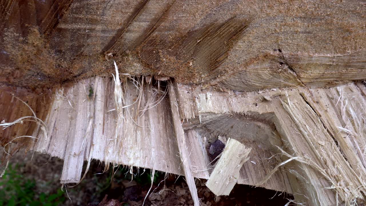숲 속에 쓰러진 나무. 나무 줄기의 단편.