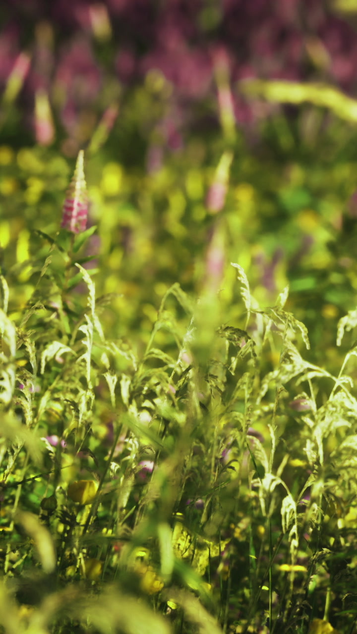 Vibrant green meadow dances in the gentle breeze on a sunny afternoon