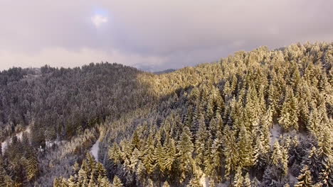 Luftaufnahme-Eines-Waldes-Bei-Starkem-Schneefall