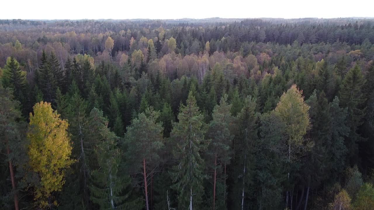 Colori autunnali della foresta all'inizio dell'autunno, vista aerea