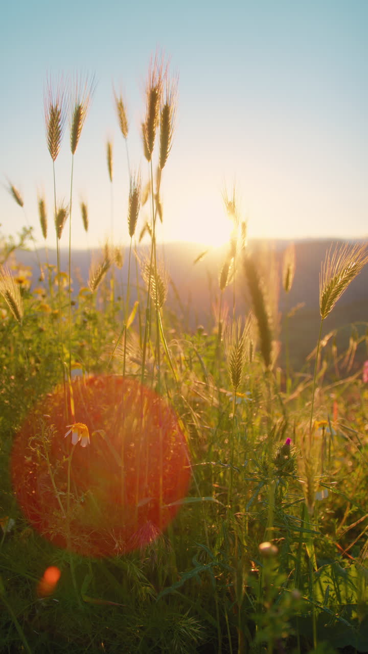 Small plants and flowers in spring in Sicily relaxing nature