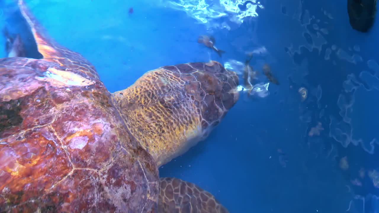 An overhead shot captures a sea turtle swimming in a clear blue tank with smaller fish around it for food.