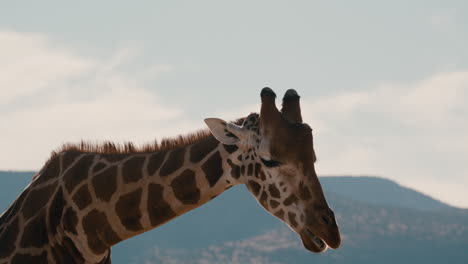 Wild-giraffe-on-african-safari-background