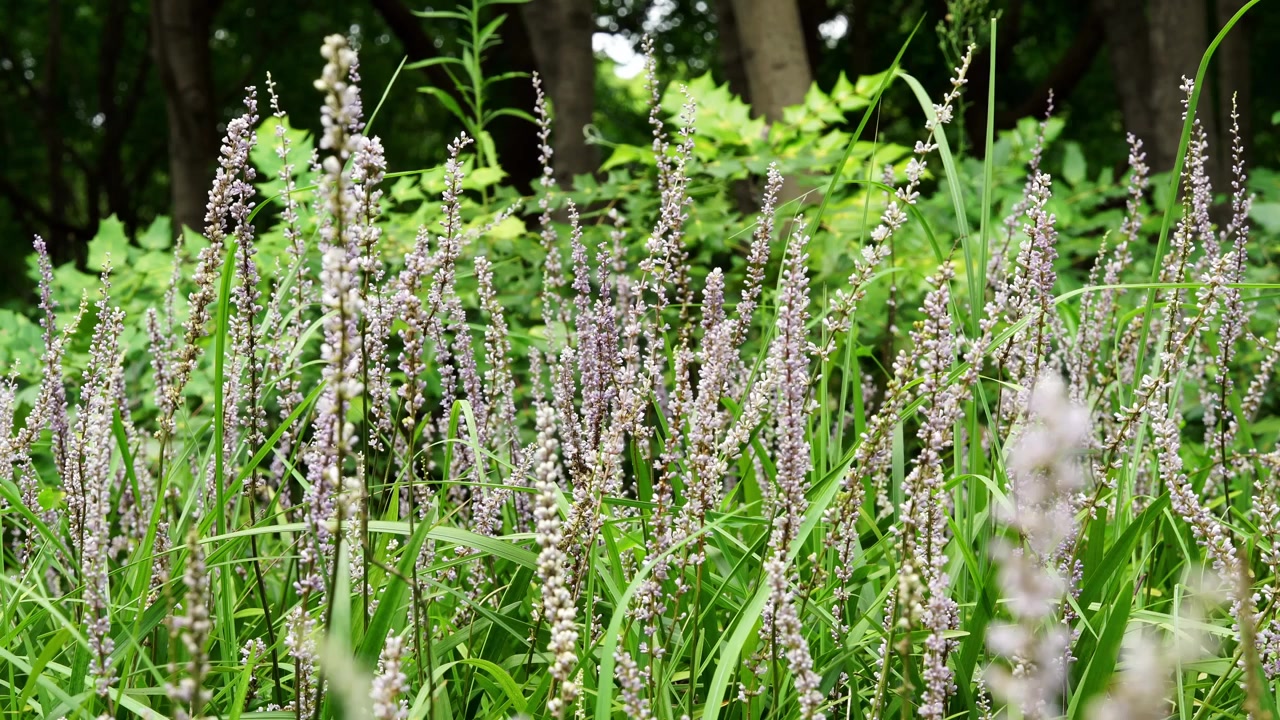 Lavender Liriope Lilyturf Spikes, Ornamental Grass Groundcover in Shanghai Park Summer (4K)