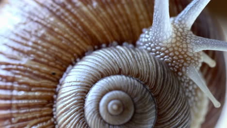 close-up of a snail shell spiral pattern