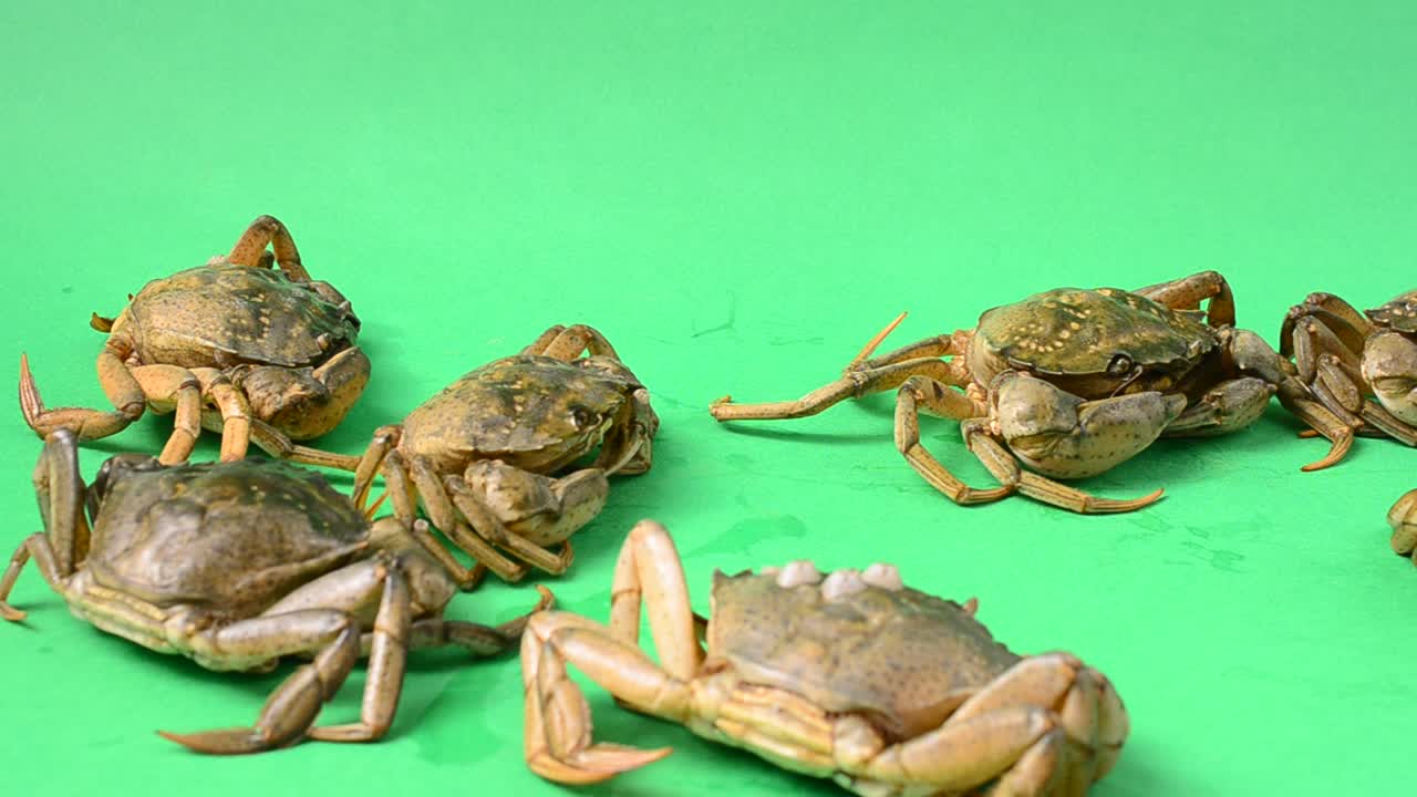 Live crabs on a green background. Shooting on a green background