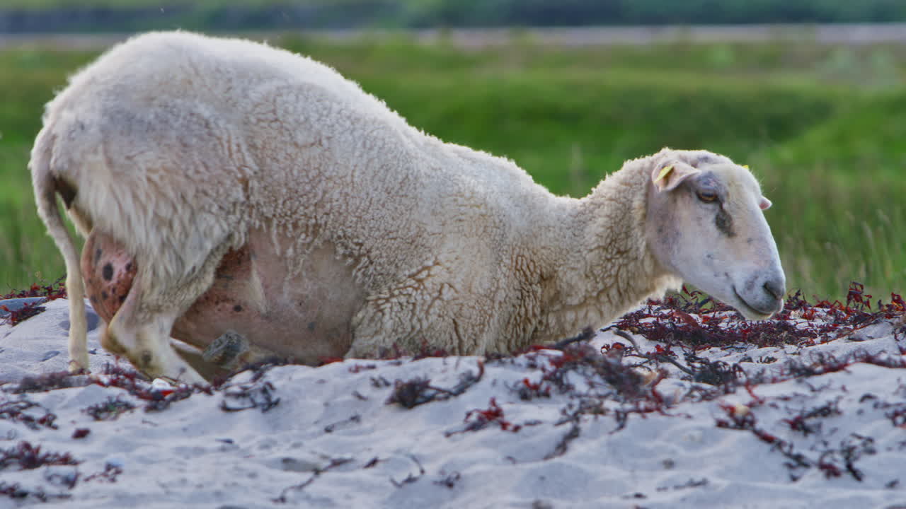 A close up of a sheep digging around on a sandy arctic beach with a lush green grass field in the background, looking for food amongst the seawed, then lying down to rest. Near Vardø, northern Norway