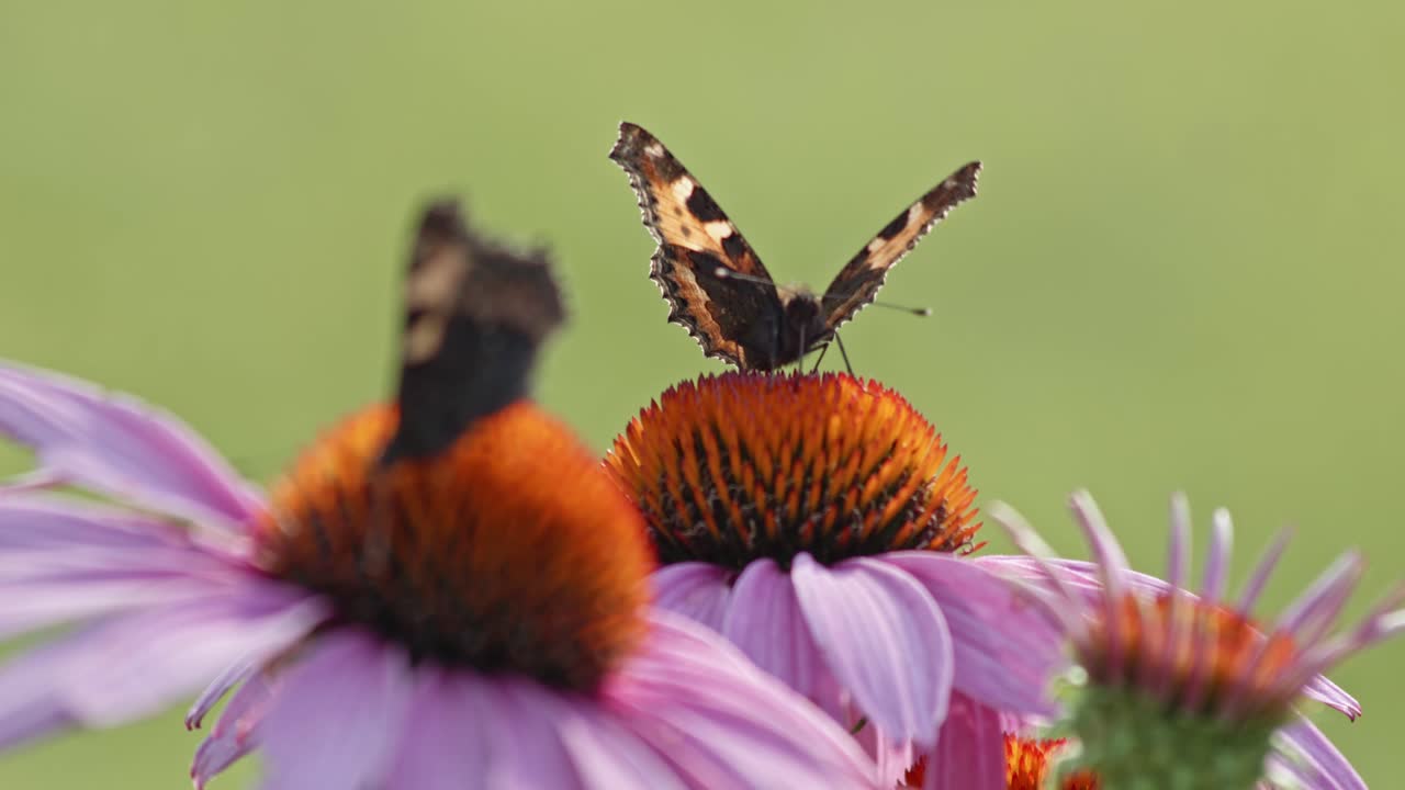Vanessa dell'ortica che si nutre di nettare da un'echinacea purpurea - macro.
