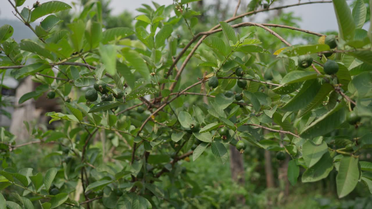 Rekaman tanaman jambu biji yang berbuah matang di kebun desa. Menyoroti pertumbuhan alami, budidaya pekarangan, dan praktik pertanian buah pedesaan