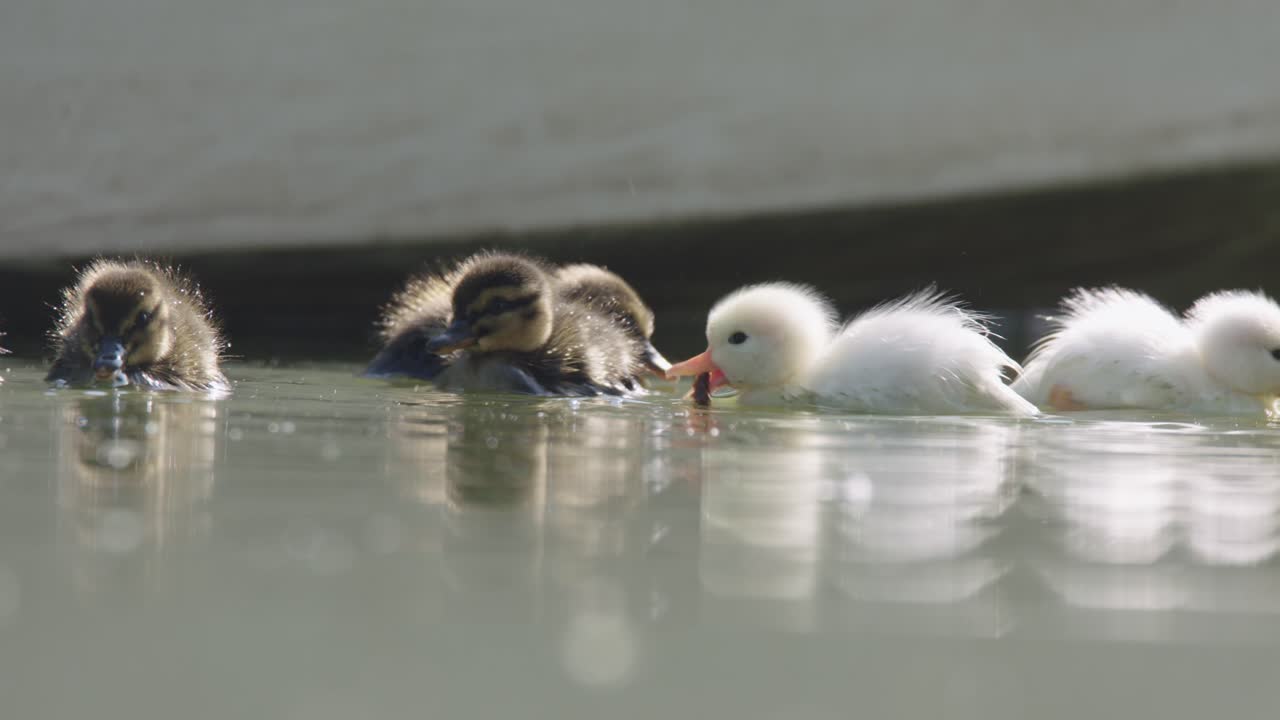 새끼 오리 수영