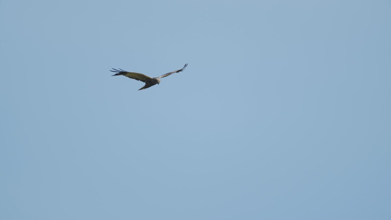 들판과 덤불 위로 날아가는 습지 해리어 사냥기도