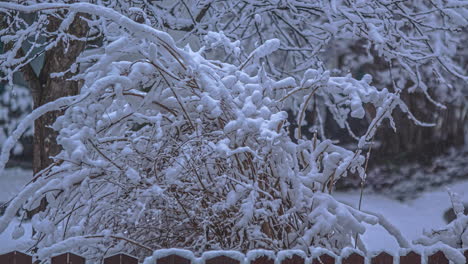 dried branches covered with snow, still shot timelapse, dead nature in winter