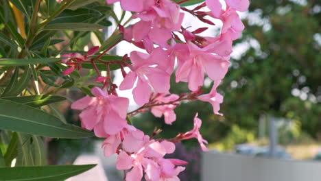 Primer-Plano-De-Flores-De-Adelfa-De-Cerio-Rosa,-Con-Fondo-Borroso