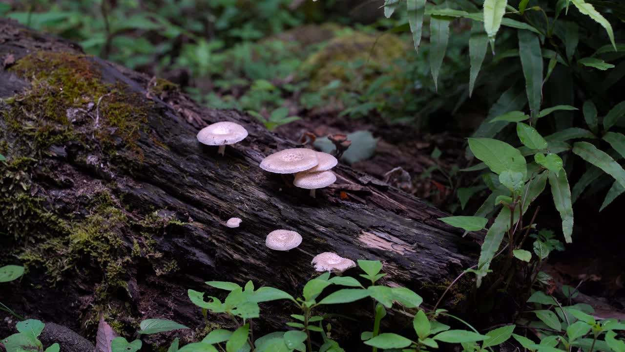 pequeños champiñones blancos que crecen en un tronco de árbol caído en el suelo del bosque - cerrar