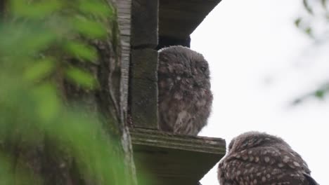 two-baby-owls-sitting-on-a-tree-branch