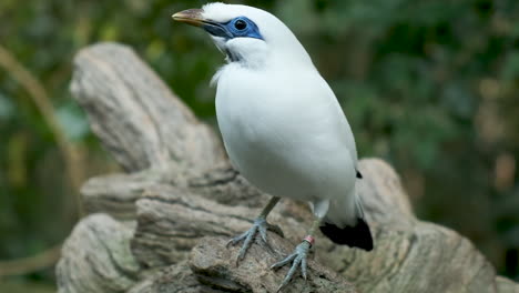 Primer-Plano-Bali-Myna-Ojo-Pájaro