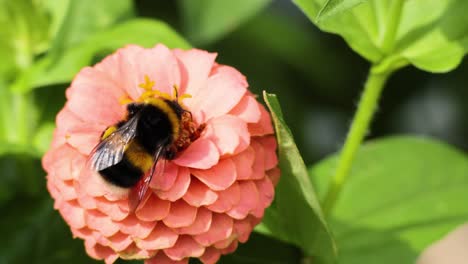bumblebee pollinating a pink zinnia flower