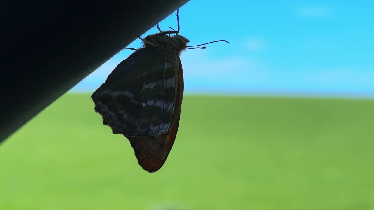 A Beautiful Butterfly Captured in Two Frames: A Close-Up of Nature's Marvel as it Rest on a Bar, Showcasing Its Stunning Colors Against a Bright Blue Sky