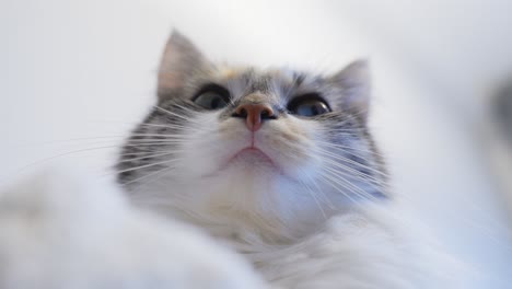 Long-Haired-Calico-Cat-staring-with-terrified-look,-view-from-bellow