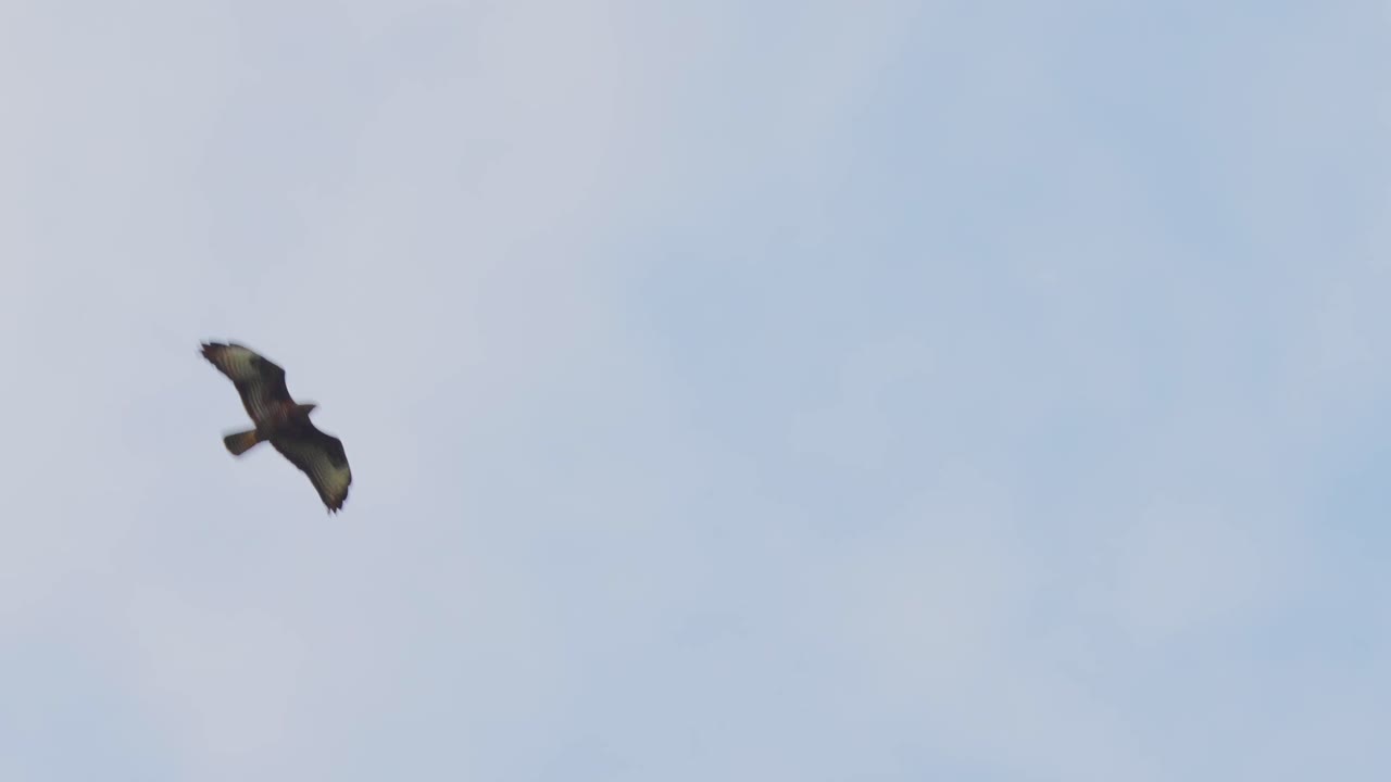 águila marrón volando por el aire
