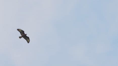 Brown-Eagle-Soaring-Through-The-Air