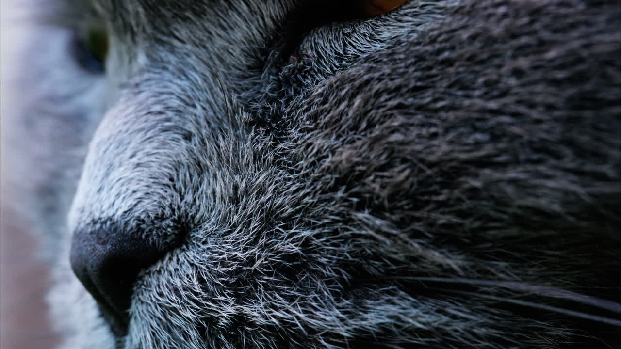 Close up of a Scottish Fold cat with orange eyes resting with a blurred background