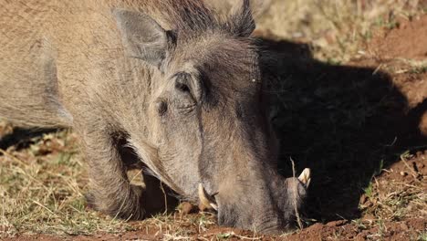 Close-up-of-warthog-digging-in-dusty-orange-soil-for-roots-and-bulbs-in-Pilanesberg-National-Park,-South-Africa